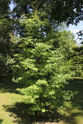 Acer griseum - javor šedý - celek
